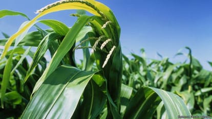 Bihar's smart farmer, Earnings from maize