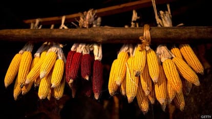 Bihar's smart farmer, Earnings from maize