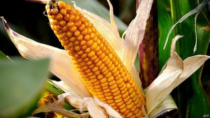 Bihar's smart farmer, Earnings from maize