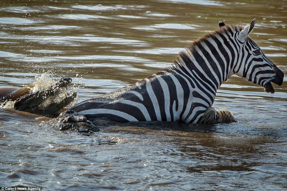 crocodile zebra fight