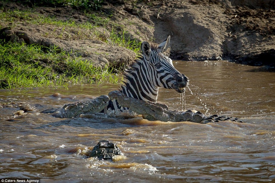 crocodile zebra fight