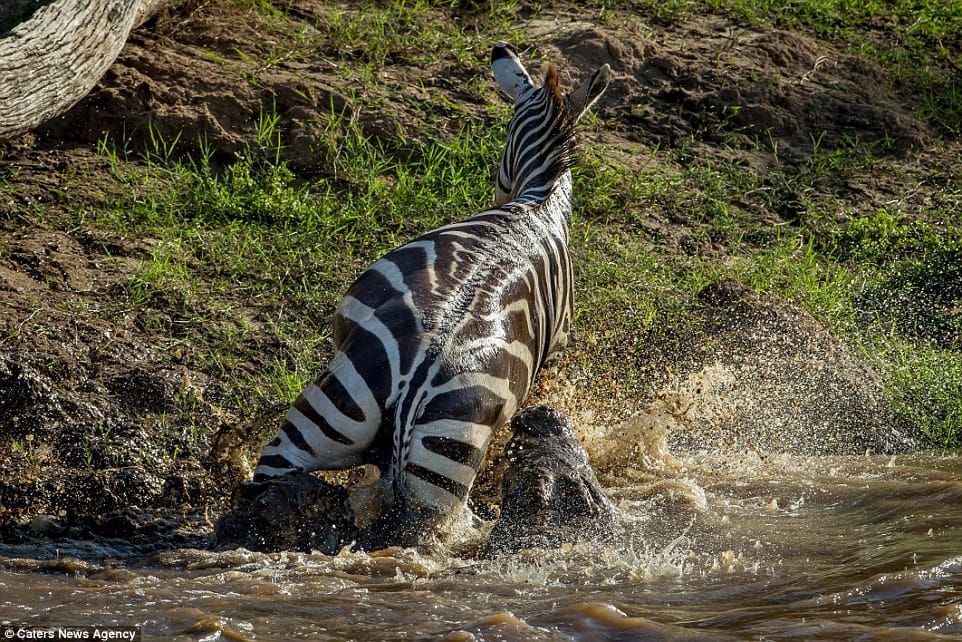 crocodile zebra fight