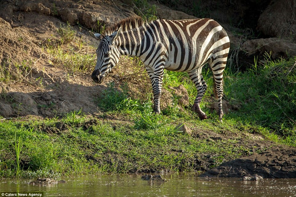crocodile zebra fight