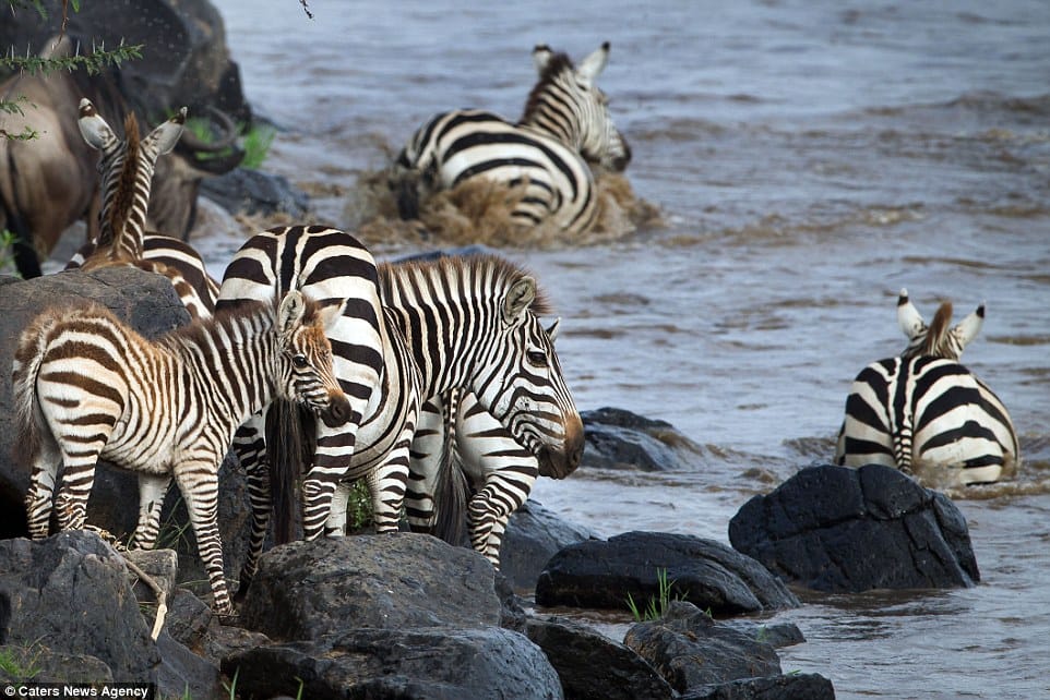 crocodile zebra fight