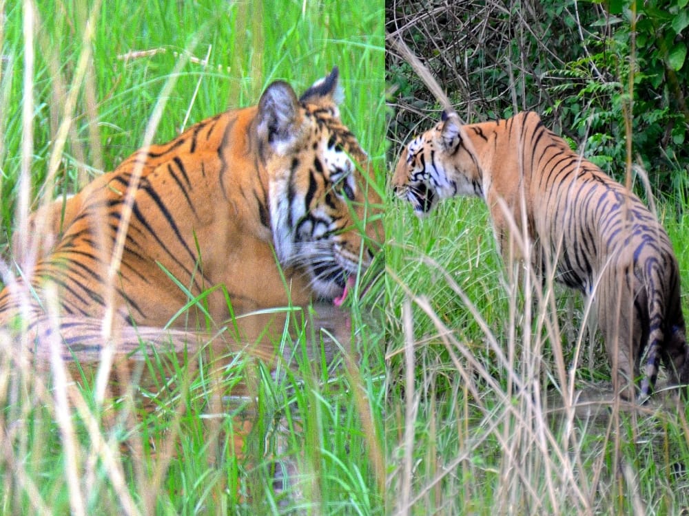 tigress angry due to hot weather