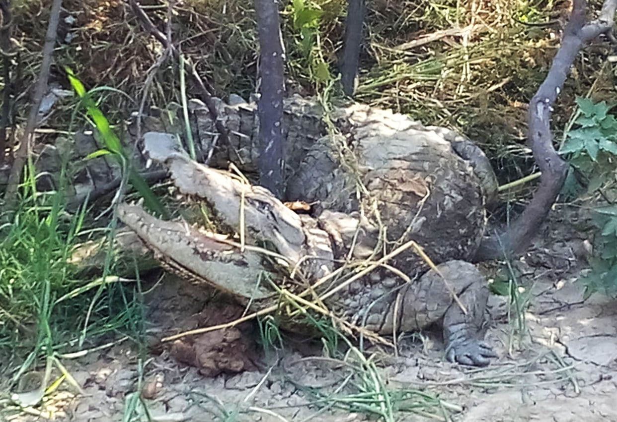 crocodile  entered in villege