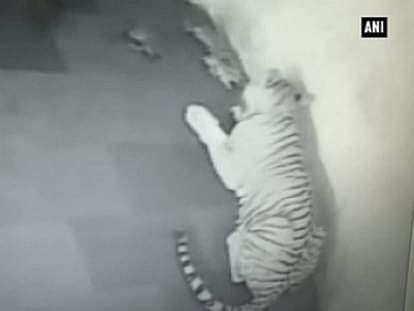 Bengal tigress gives birth to 4 cubs in Sarthana Nature Park