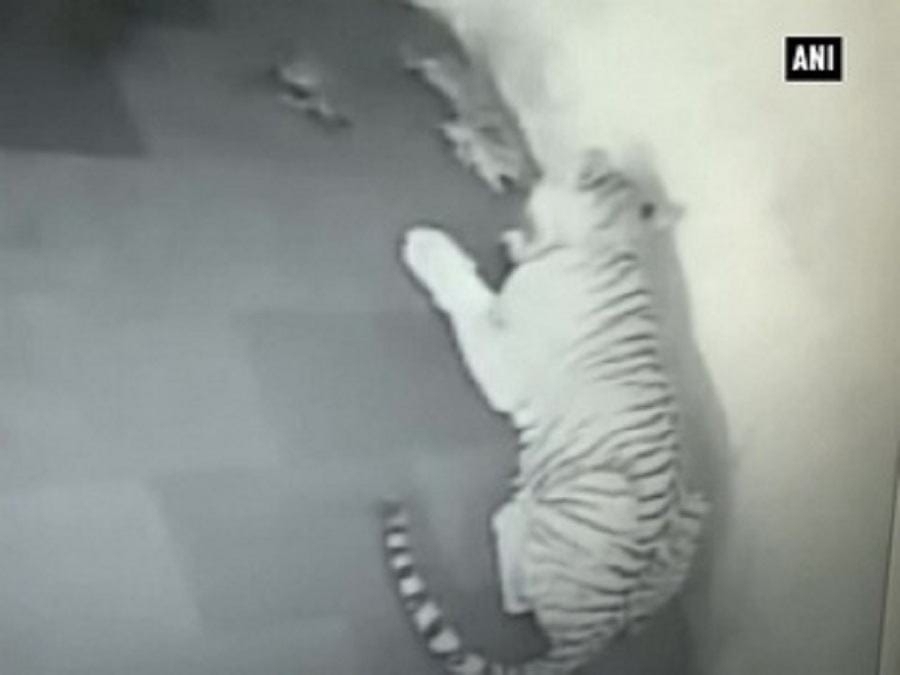 शावकों का हुआ जन्म