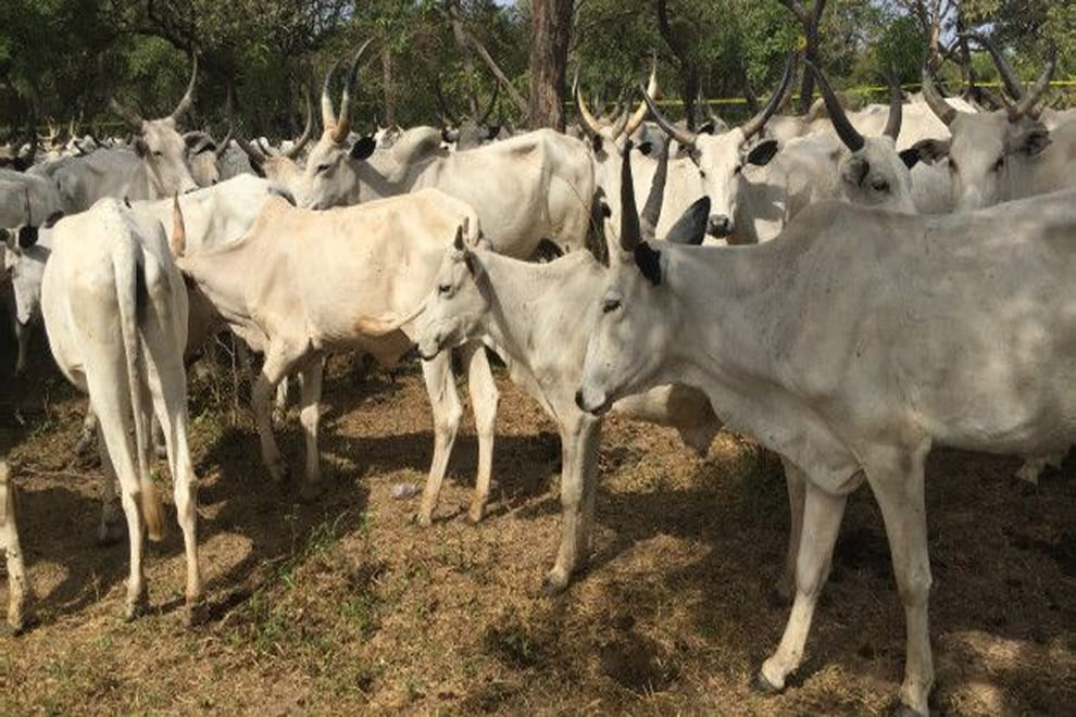 refugees cattle camp in maharashtra