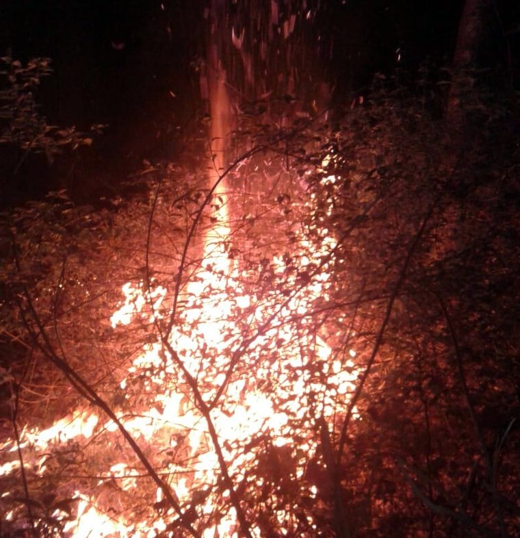 fire in uttarakhand forest