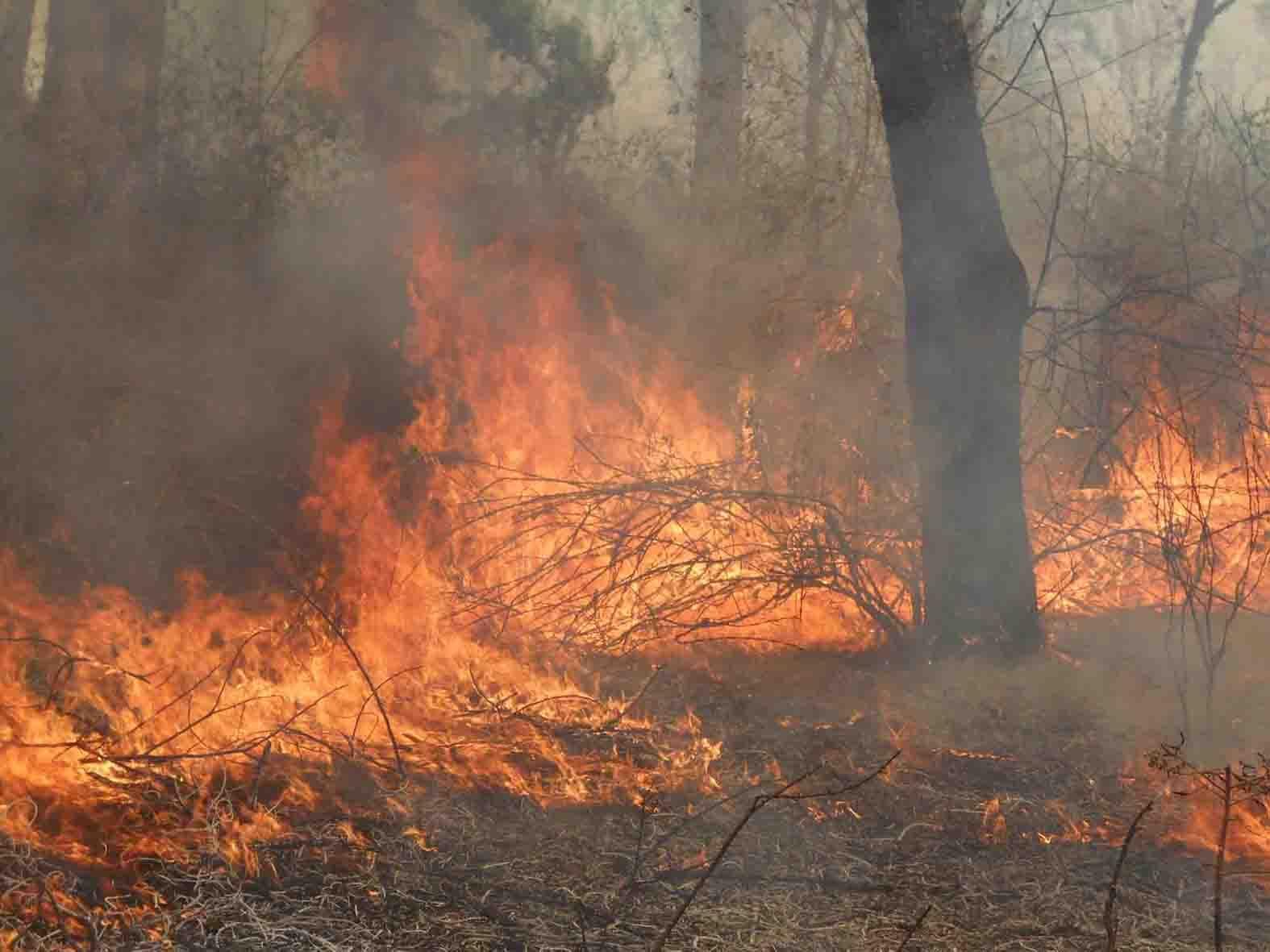 fire in uttarakhand forest