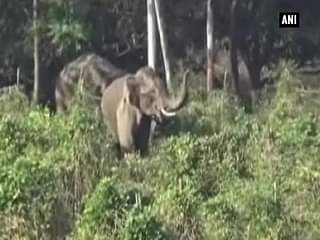 Haridwar: Jumbos wreck havoc in Rajaji National Park 