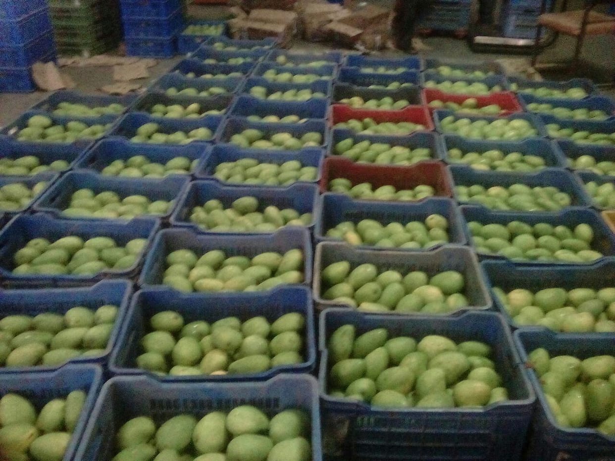 hyderabadi mango to be exported to london