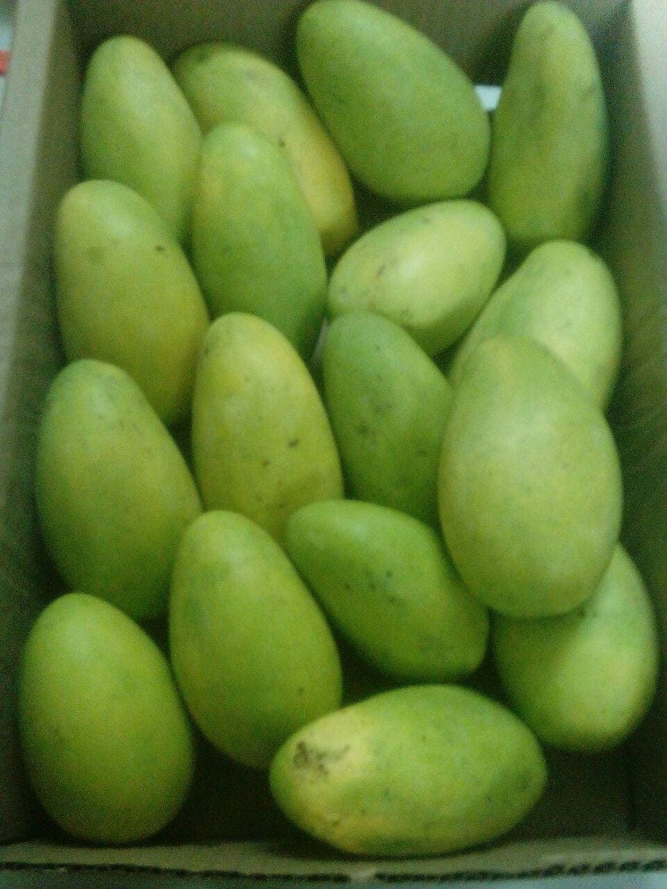mango tree are afected by the joon