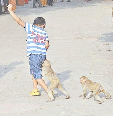 monkey attack on tourist