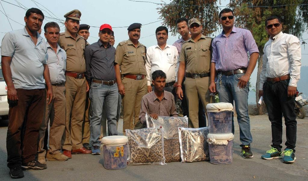 Nepali arrested, including three leopard skins