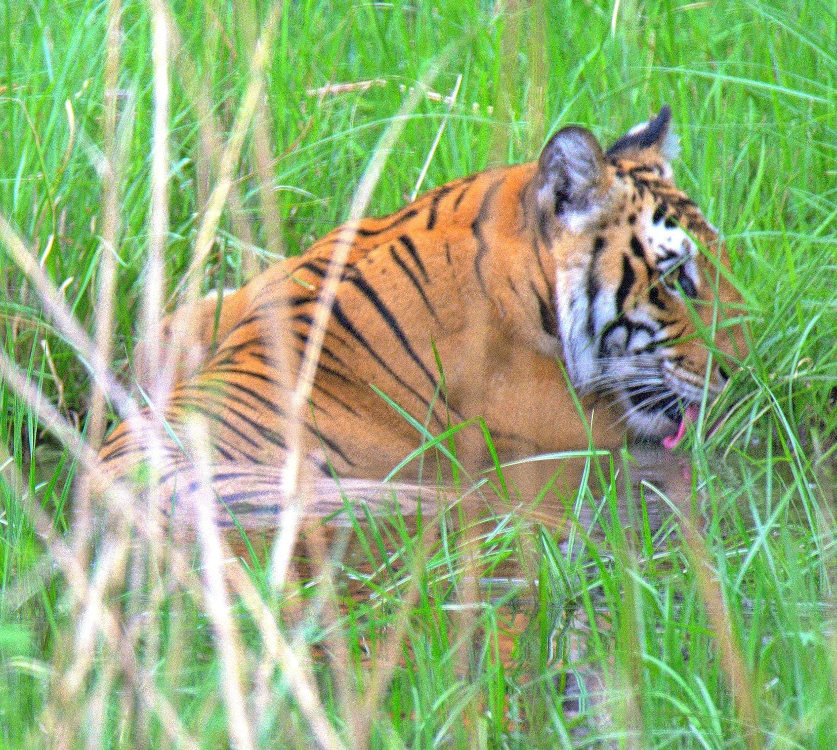 tigress angry due to hot weather