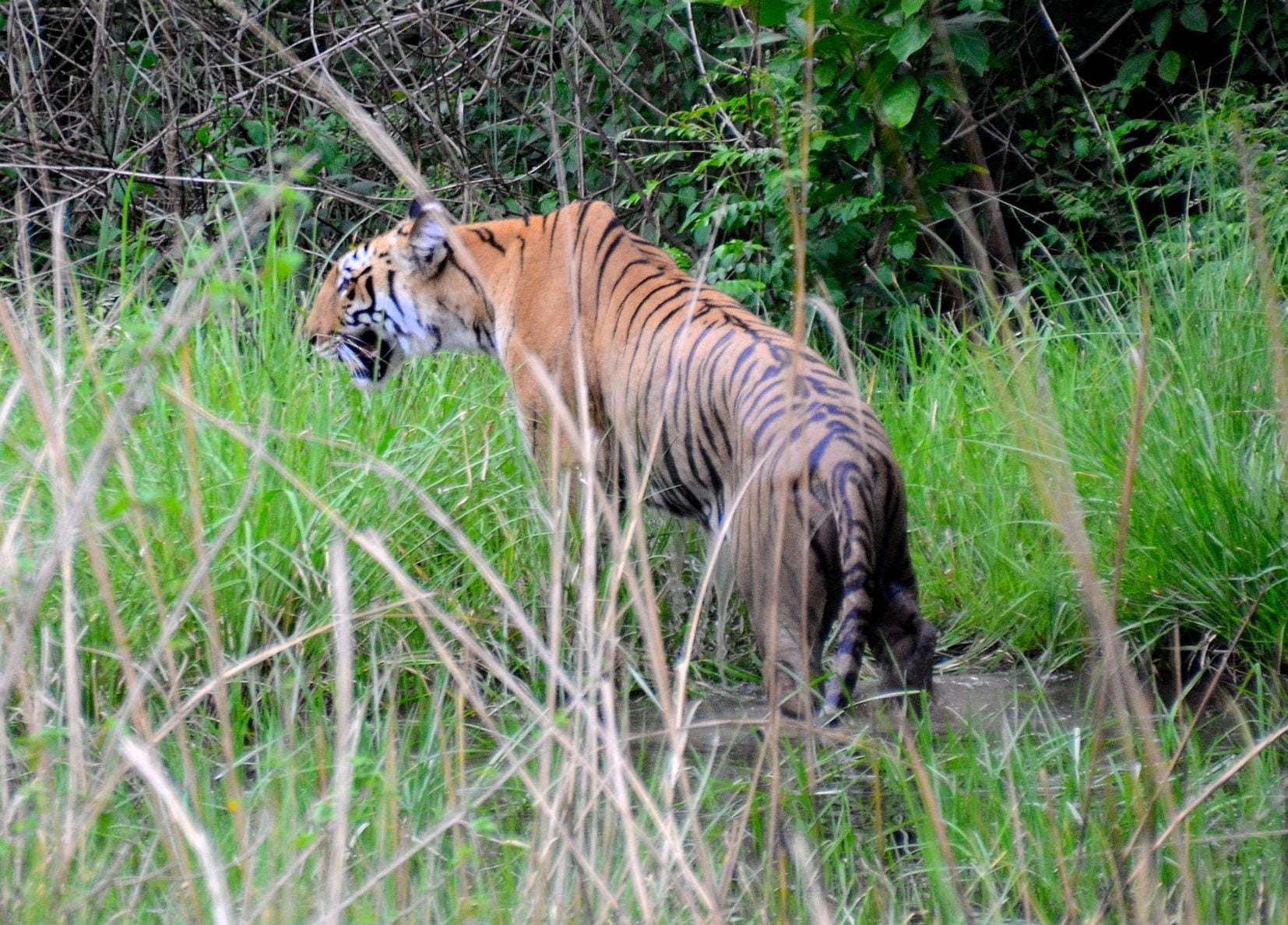 tigress angry due to hot weather