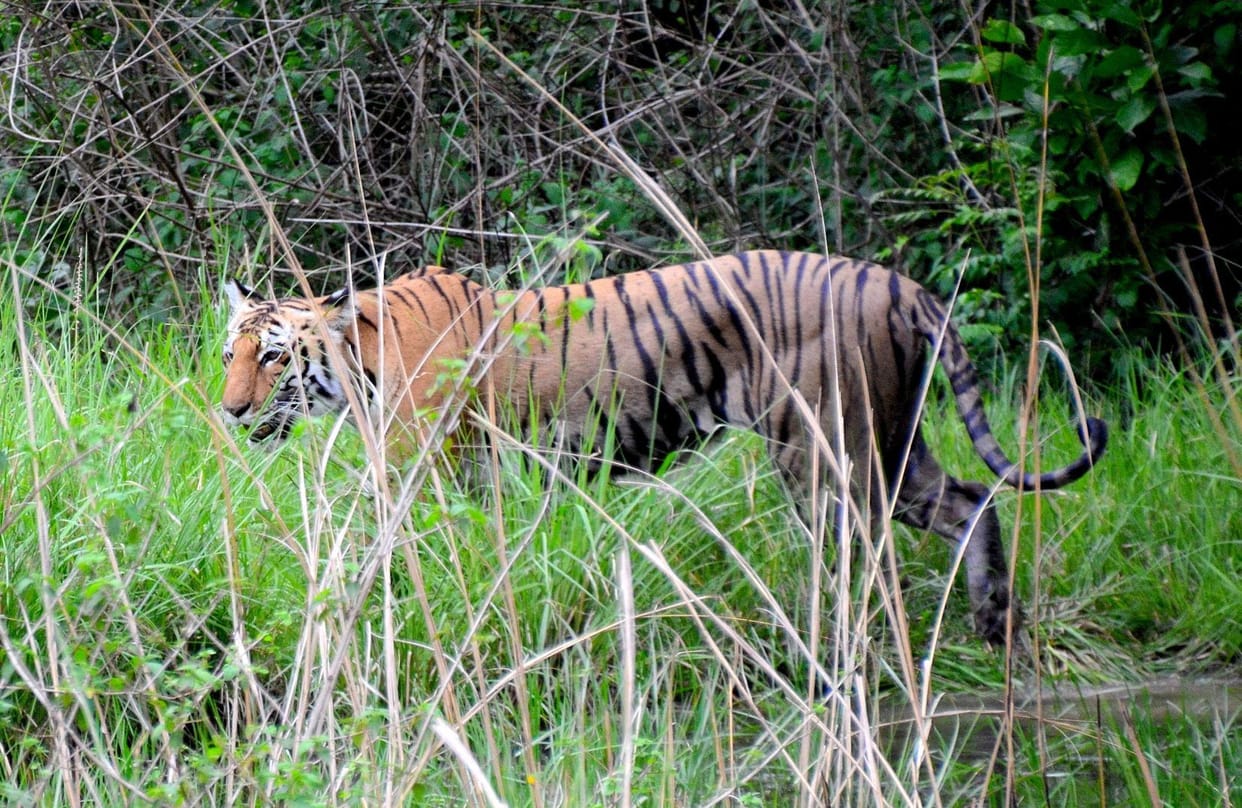 Tigress came Katare wounded, hunter misses