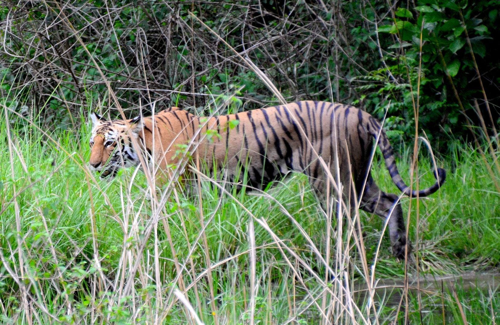 tigress angry due to hot weather