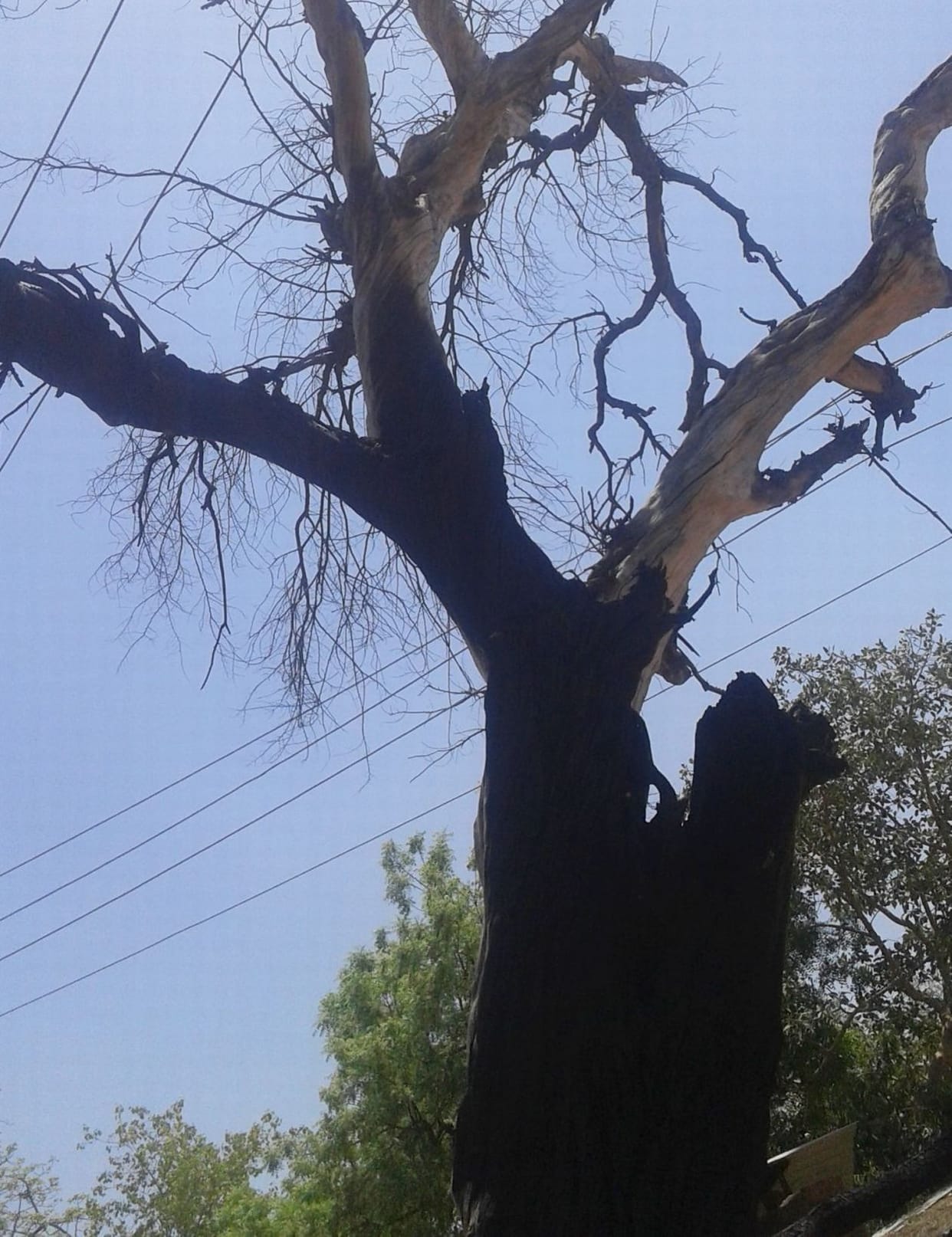 Collectorate campus trees become dry due to accidents