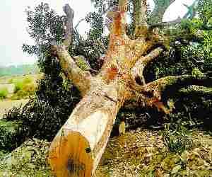 Green tree cutoff by woodcutter.
