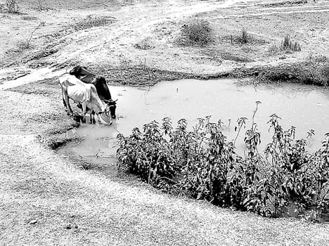 How can the dry wells and water pumps stub