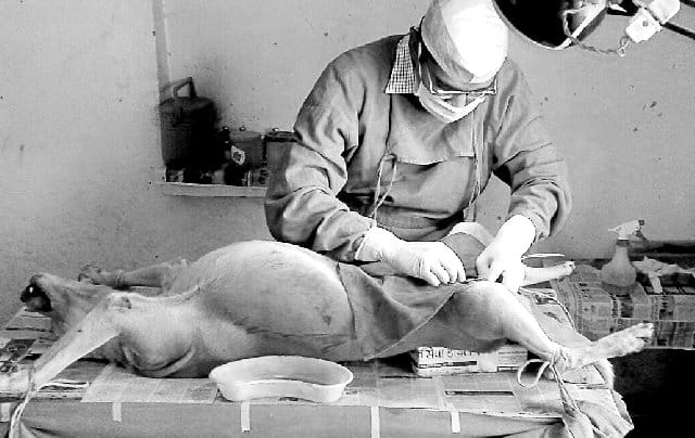 14 Dogs Caught