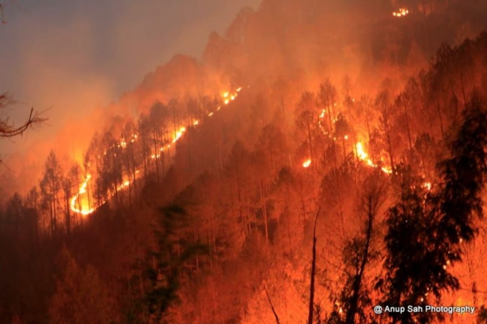 nainital forest burning photos