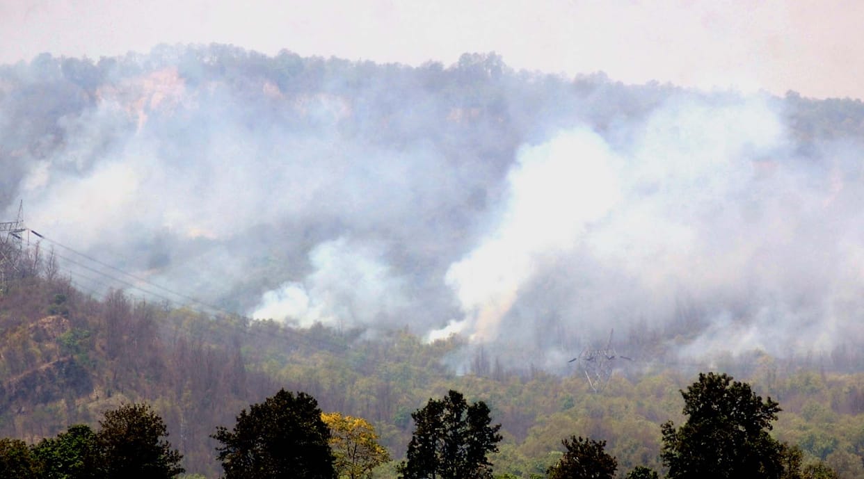 Burned forest, helpless in disaster