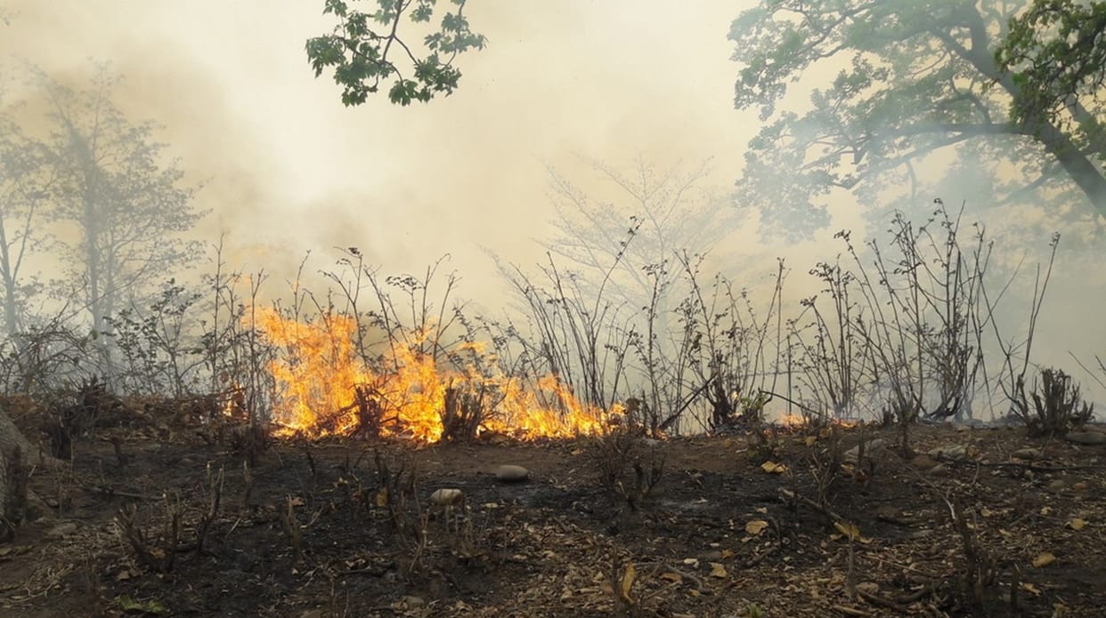 fire of forest reached to corbett park.