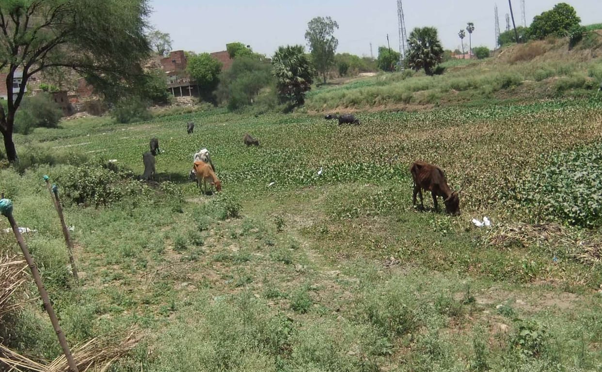 Jrgo dry, vegetable producers upset