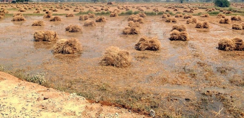Khandi cooked cut farmers' cropsKhandi cooked cut farmers' crops