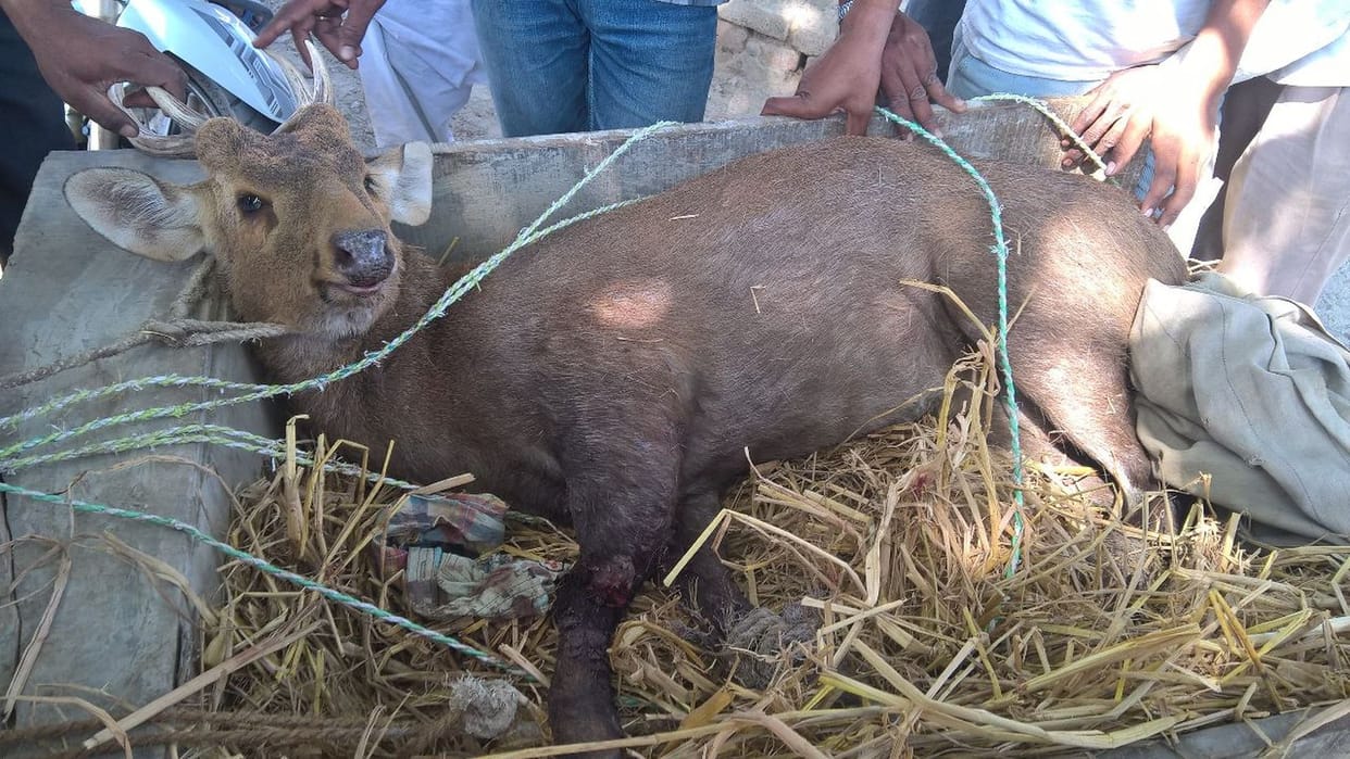 dogs killed deer in bahraich