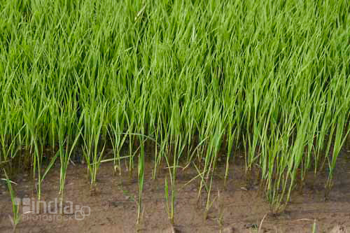 Sirsa News, Hindi News, Crime, Thagi, Patwari, Rice, Cotton Field, Sirsa