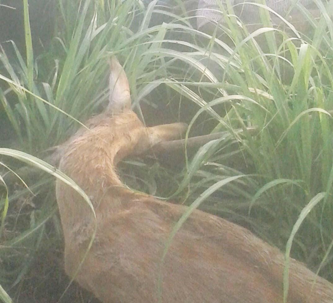 The tiger population by hunting deer