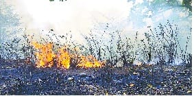Burning forest in ramnagar