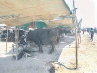 fatehabad news, hindi news, cattel fair