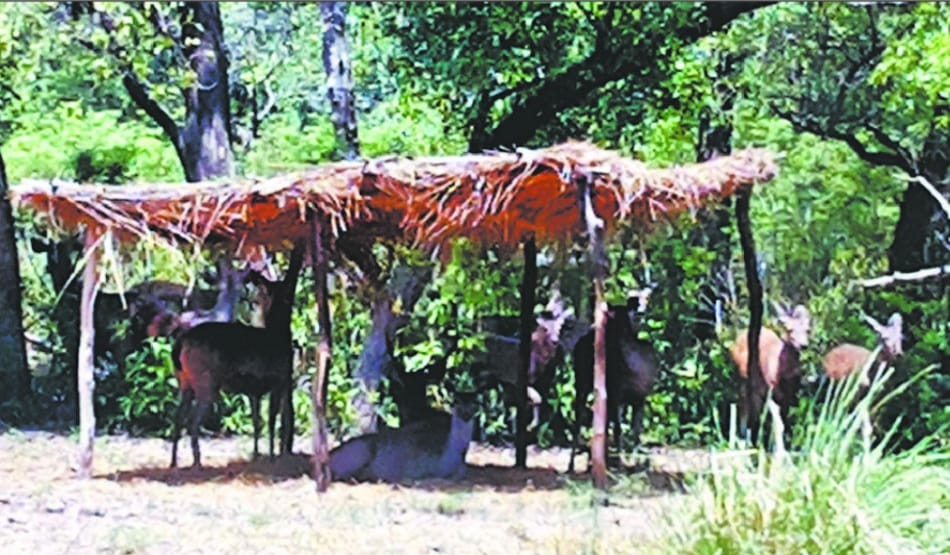 vigiters shelter construction for tourist of chhatbir zoo zirakpur