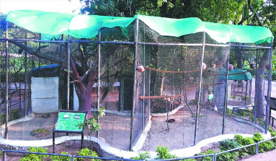 Preparation of relief to Chhatbir Zoo animals in summer