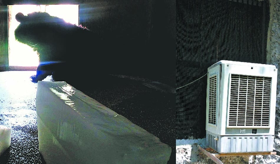 Preparation of relief to Chhatbir Zoo animals in summer