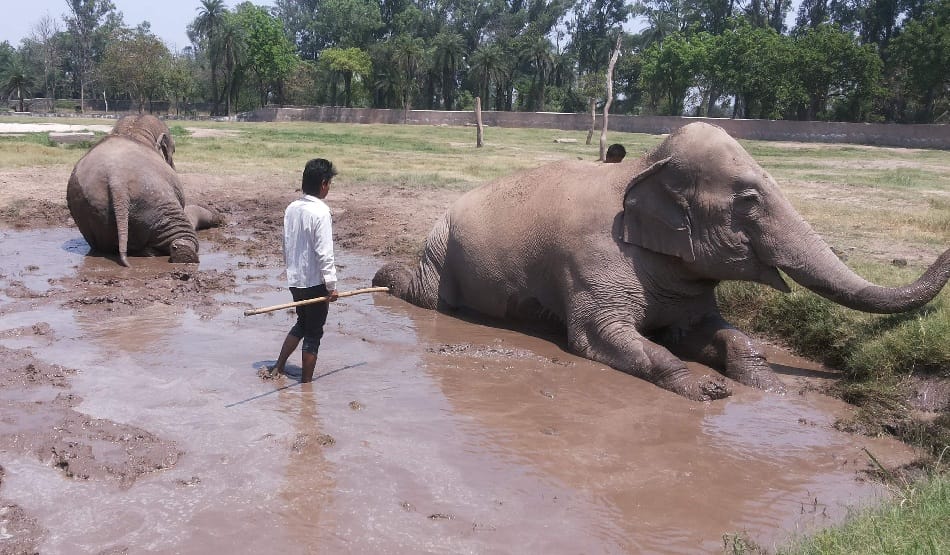 Preparation of relief to Chhatbir Zoo animals in summer
