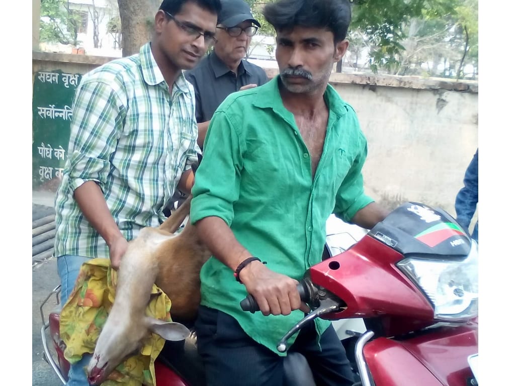 fire feared animal came to the town