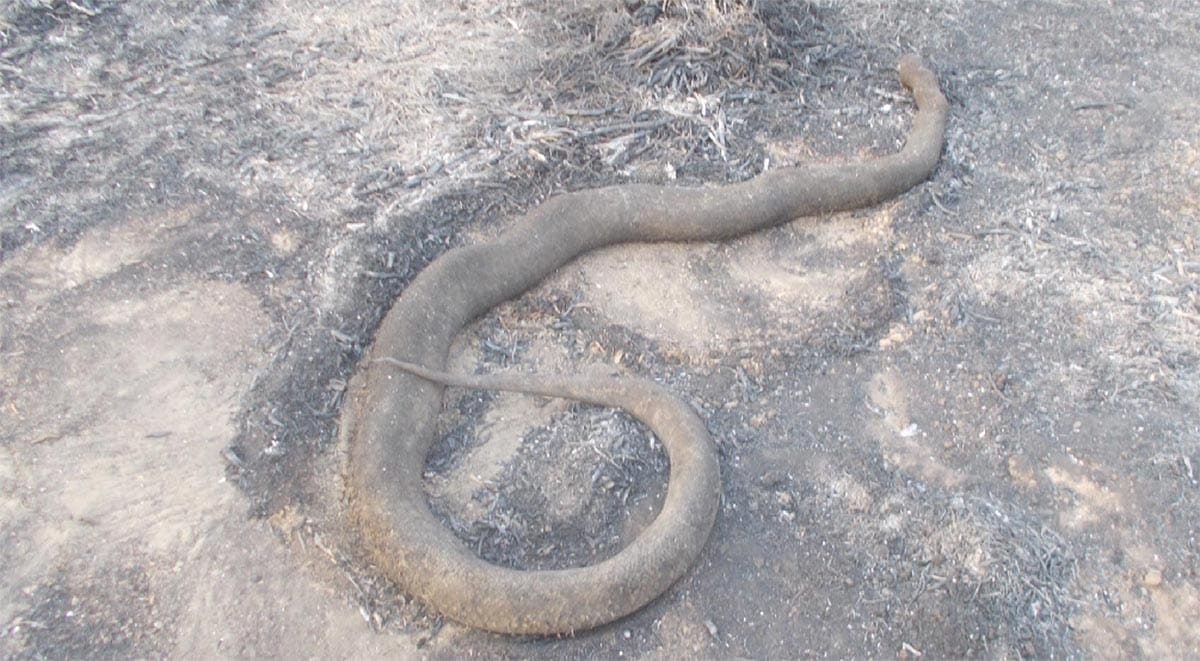 heavy fire in bird sanctuary, many animals dead
