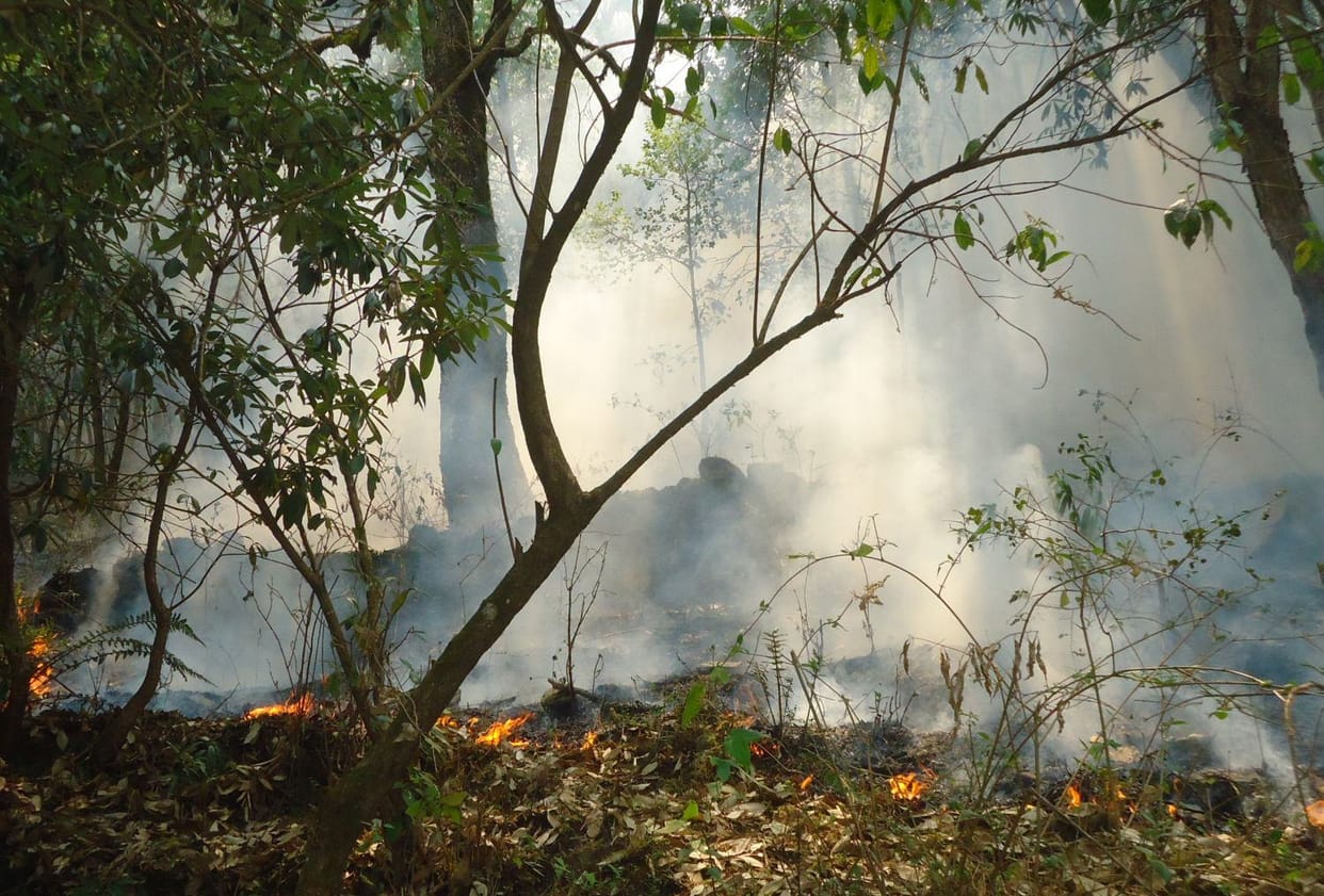 women of ajoli panchyat will serve the forests