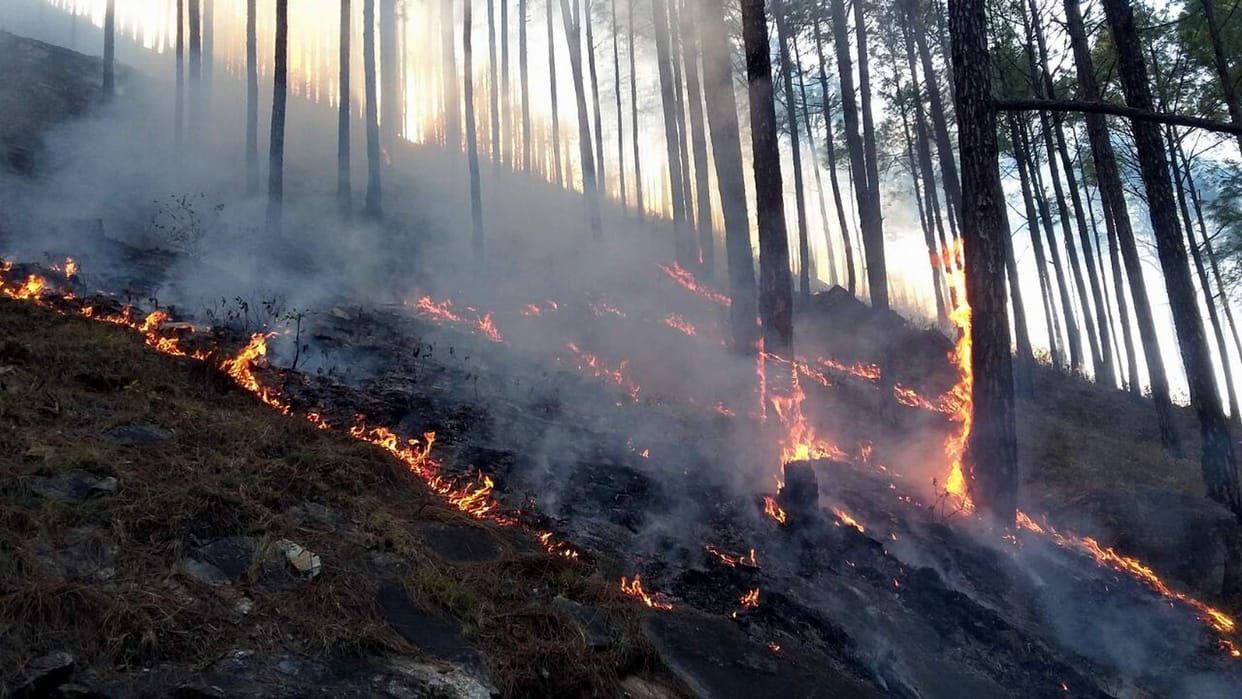 Uttarakhand Fire Empact animals cross UP.