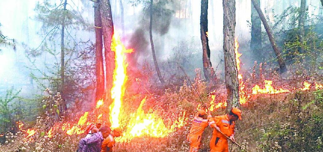 wild creature burn into wildfire of uttarakhand