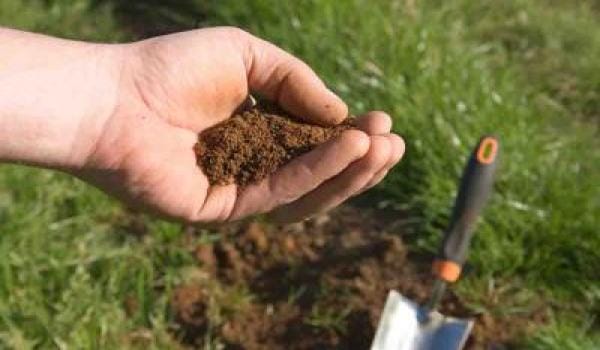 plantation within 24 hour