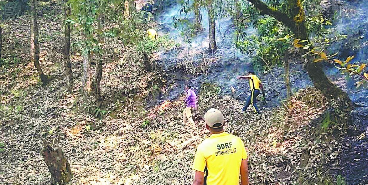 Ascott Mrigvihar many forest vulnerable to forest fire