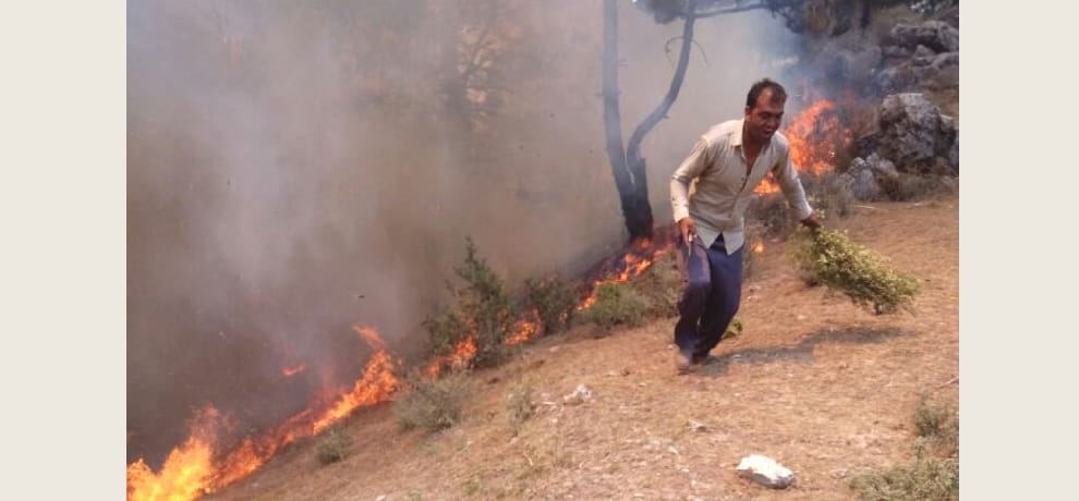 fire in himachal forest, alert after heavy loss.
